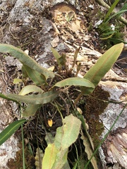 Elaphoglossum