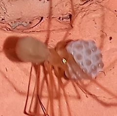 Physocyclus globosus