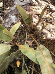 Elaphoglossum