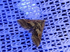 Diasemia accalis