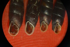 Clausilia rugosa parvula