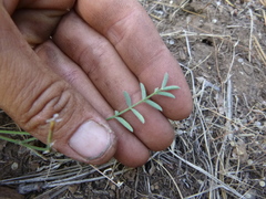 Astragalus whitneyi