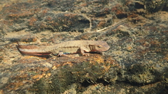 Paramesotriton hongkongensis