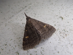 Gynaephila maculifera