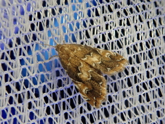 Elophila turbata