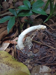 Phallus