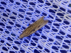 Bactra