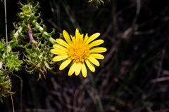 Cullumia setosa setosa