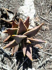 Aloe distans