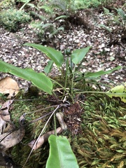 Elaphoglossum
