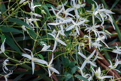 Clematis pubescens