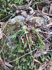 Notogrammitis heterophylla