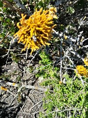Dufourea flammea