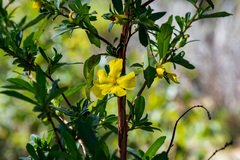 Hibbertia cuneiformis