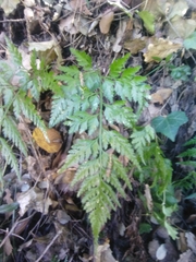 Asplenium onopteris