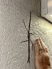 Phasmatini