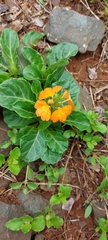 Crossandra zuluensis