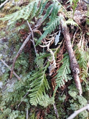 Notogrammitis heterophylla