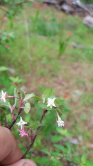 Fuchsia parviflora