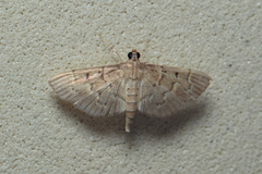 Omiodes tristrialis