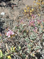 Limonium peregrinum