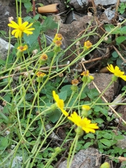 Senecio inaequidens
