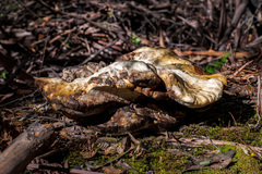 Piptoporus australiensis