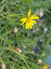 Senecio inaequidens