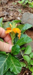 Crossandra zuluensis