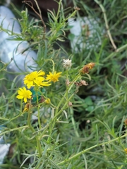 Senecio inaequidens