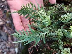 Notogrammitis heterophylla