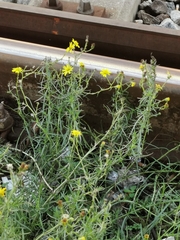 Senecio inaequidens