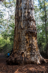 Eucalyptus diversicolor