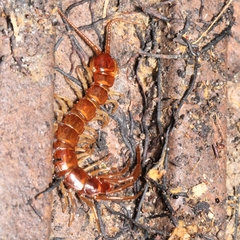 Lithobiidae