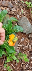 Crossandra zuluensis