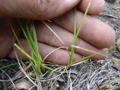 Carex rossii