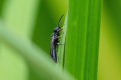 Passaloecus