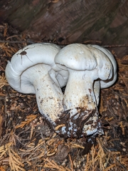 Leucopaxillus