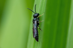 Passaloecus