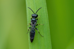 Passaloecus