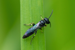 Passaloecus