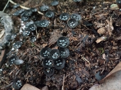 Cyathus