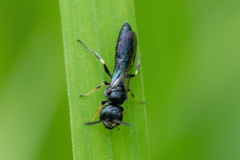 Passaloecus