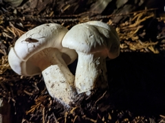 Leucopaxillus