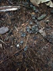 Cyathus