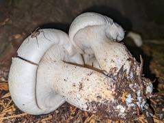 Leucopaxillus