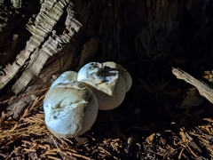Leucopaxillus