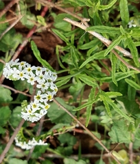 Heliotropium steudneri