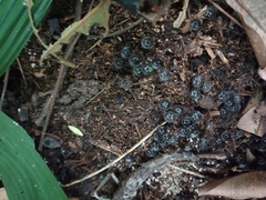 Cyathus
