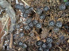 Cyathus